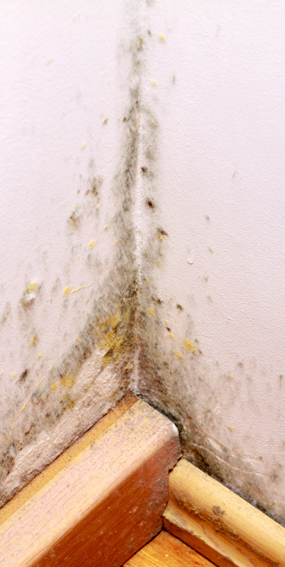 a mold infested corner