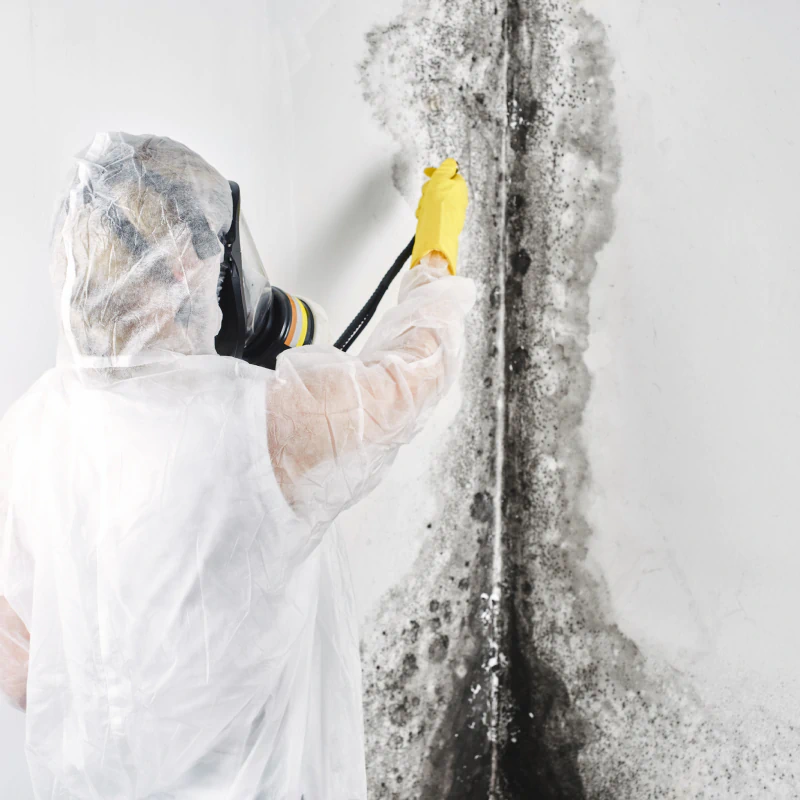 ongoing mold removal